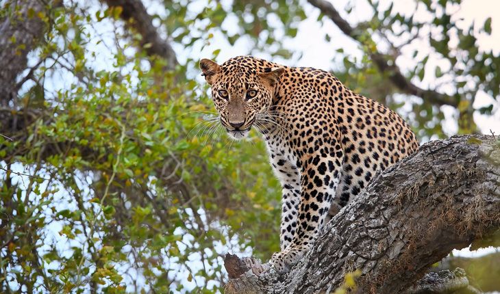 Yala National Park