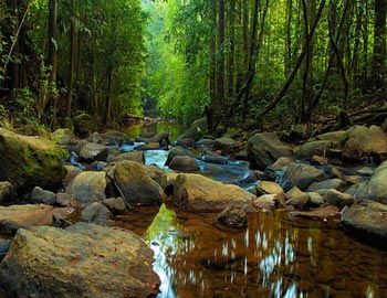 Sinharaja Forest Reserve