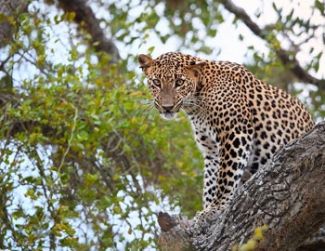 Yala National Park